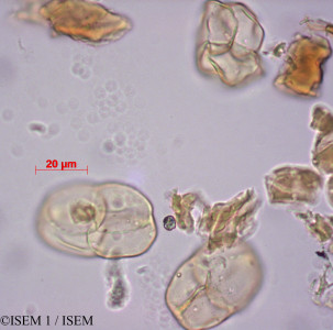 Apocynum sibiricum - lame n° 27976